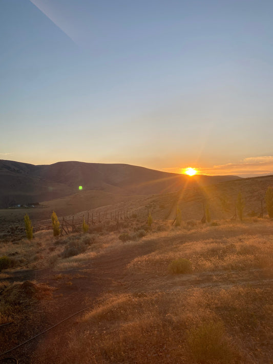 A Toasty Evening with Hōjicha: The Perfect Night Ritual