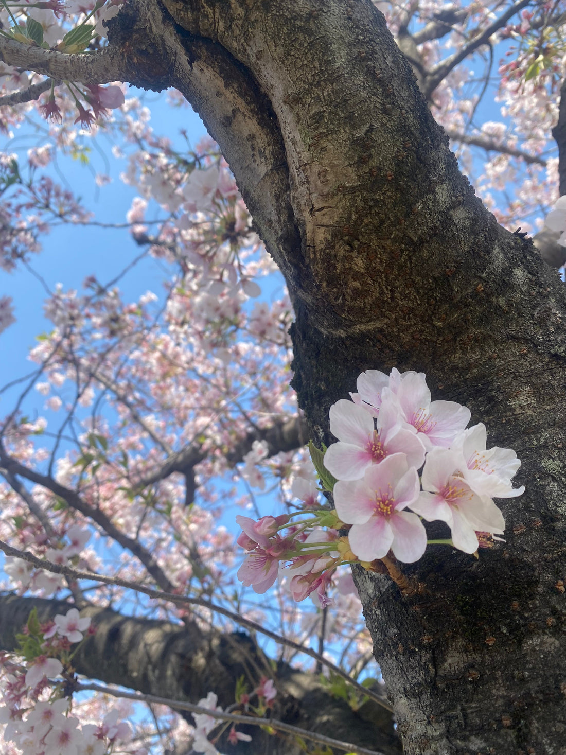 Sakura Season and the Beauty of One Moment