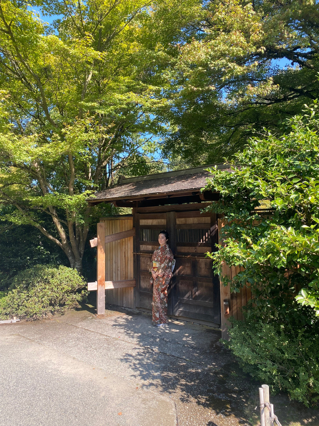 🌿 The Humble Beginning of Japanese Tea: From Seed to Ceremony