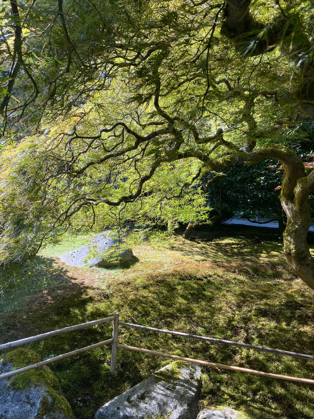Walking in Beauty: A Fall Kimono Stroll Through the Japanese Tea Garden 🌿🍂