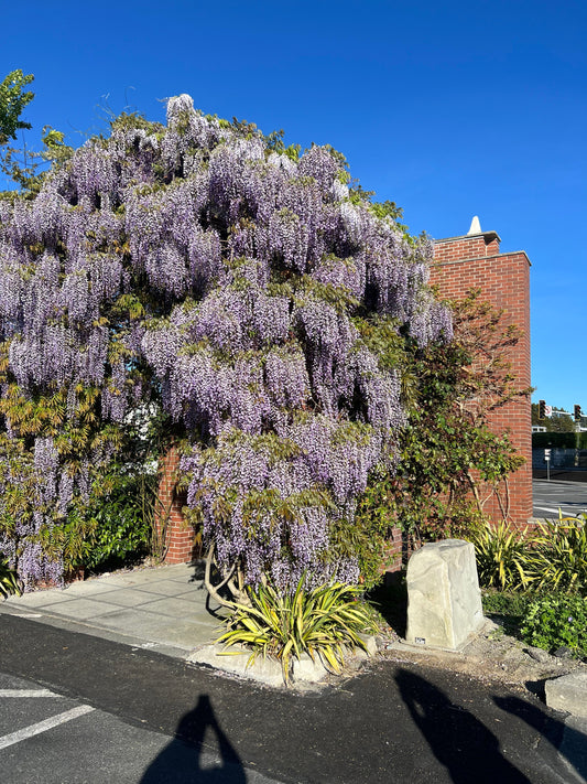 Wisteria, Held in a Sweet