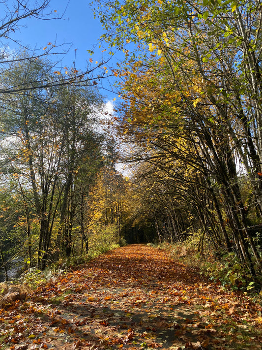 🍁 Walking Through Change — A Mindful Autumn Reflection
