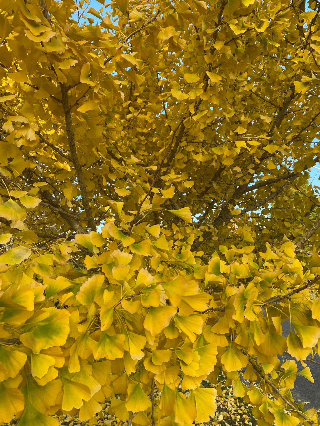 Live your truth gently, but totally and consistently.