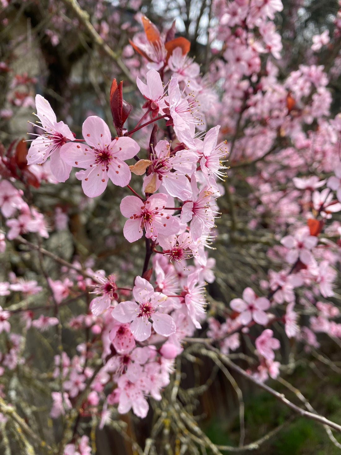 When the Sakuras Are Sakuraing