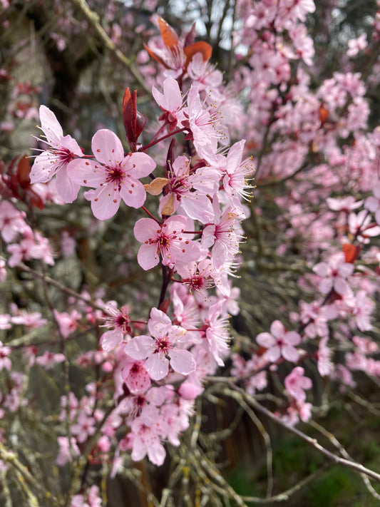 When the Sakuras Are Sakuraing