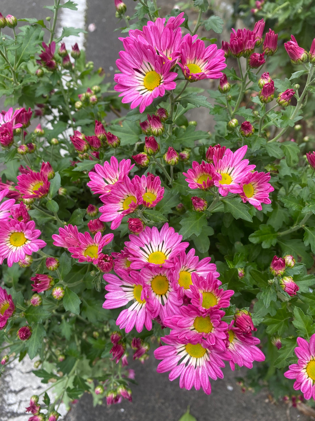 No More Moody Mondays ☁️🍵