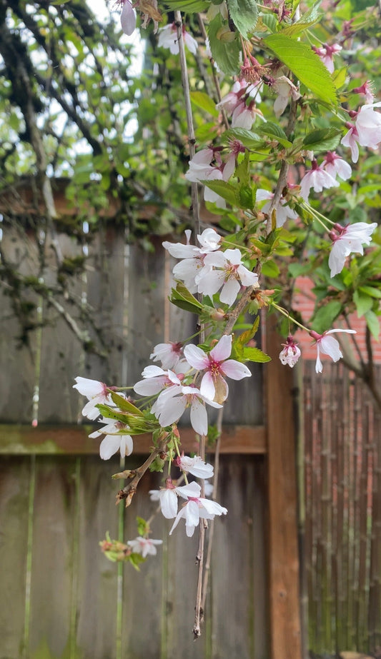 A Spring Evening, After Sakura Matsuri