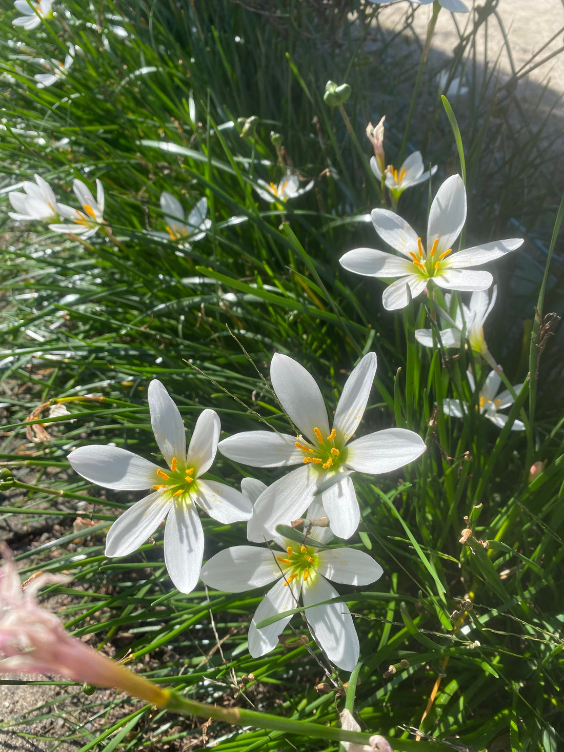 Spilled Tea & Soft Smiles — Lessons in a Matcha Mishap 🍵