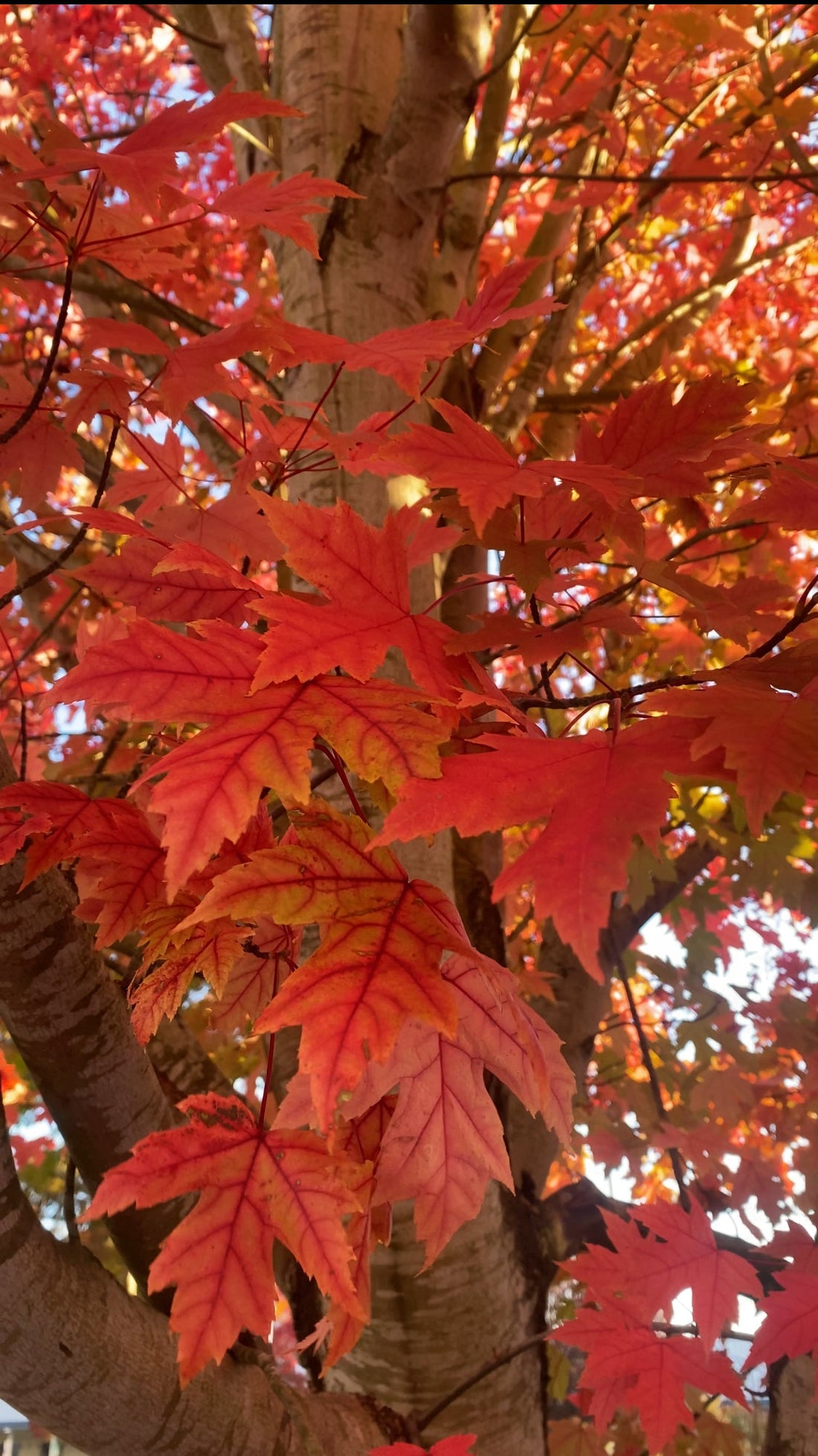 一日千秋 (ichinichi-sen-shū): One Day Feels Like a Thousand Autumns