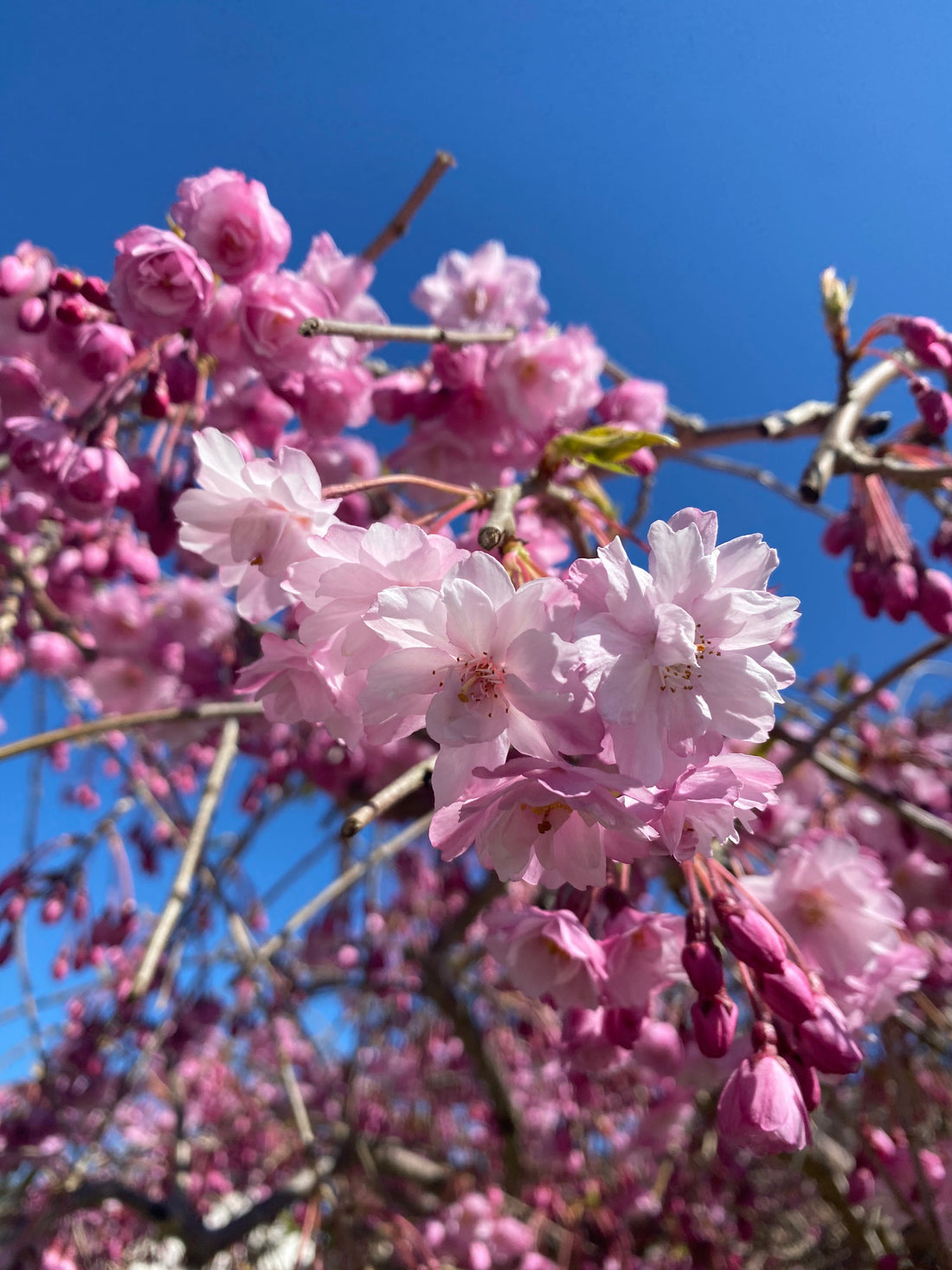 Stop to Smell the Flowers