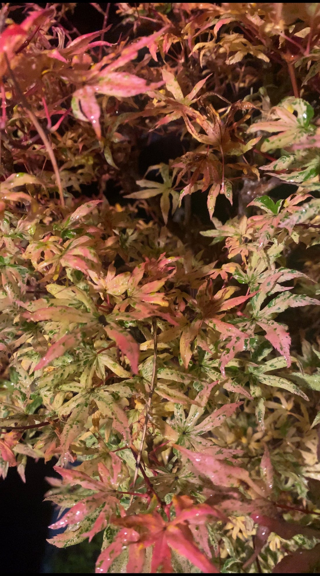 Finding Peace in Change: 諸行無常 (Shogyō Mujō)