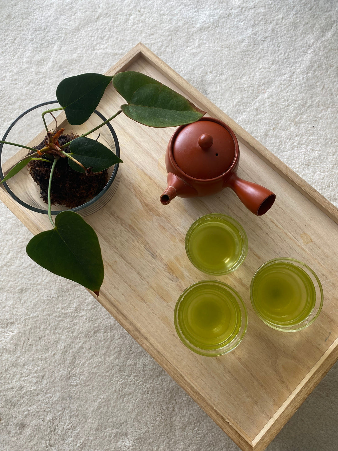 Brewing My Favorite Sencha for Family Moments