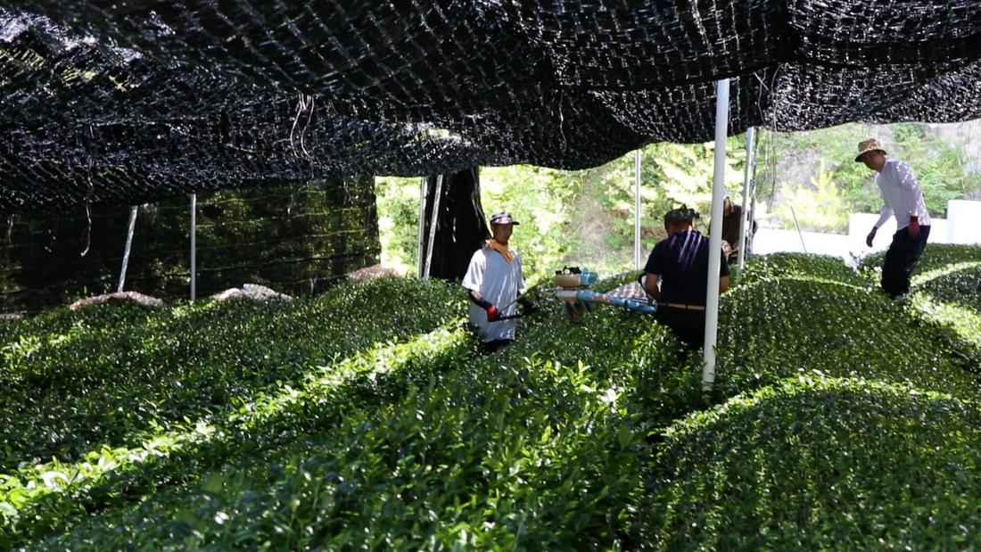 Chatsumi: Spring Tea and the Gift of Health