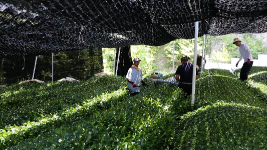 Chatsumi: Spring Tea and the Gift of Health